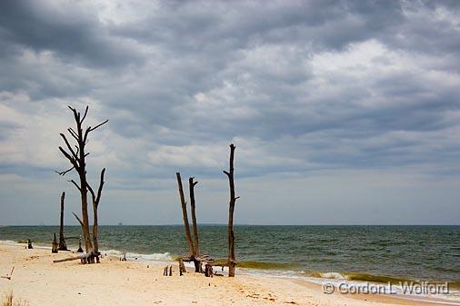 Hurricane Victims_55641.jpg - Photographed at the Audubon Bird Sanctuary on Dauphin Island, Alabama, USA.